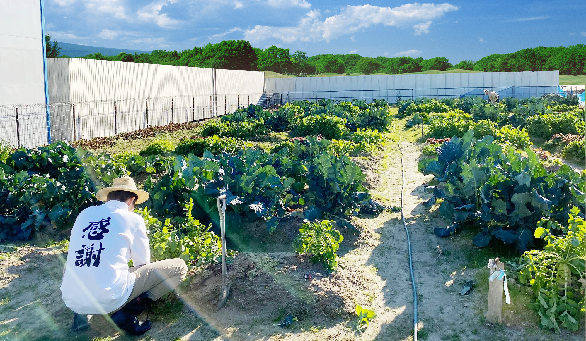 風ファームでの農作業の様子